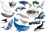 Киты. Лист виниловых наклеек А4
