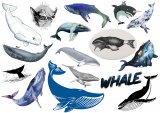 Киты. Лист виниловых наклеек А4 Киты. Лист виниловых наклеек А4